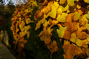 wooly dutchman's pipe 3